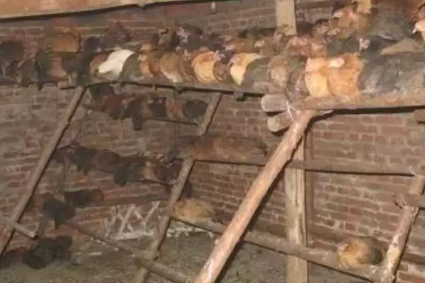 探寻鸡不知躲雨缘由的方法和重点？养鸡要做好哪些习性观察？插图7