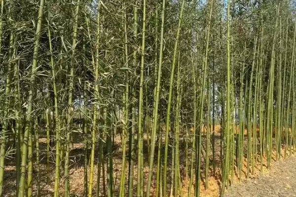 图片[3]-竹子种植成本的核算和要点？种植竹子成本计算需关注哪些？-会东网