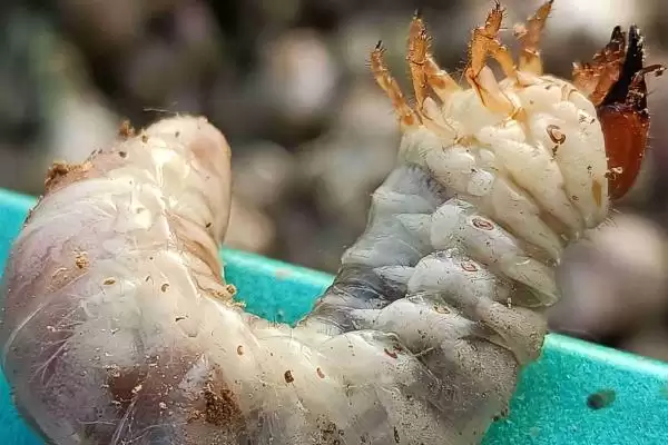 图片[5]-防治彼岸花虫害的方法和重点？防治彼岸花虫害要做好哪些细节？-会东网
