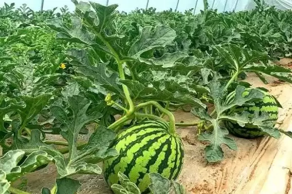 了解无籽西瓜种子价格的方法和重点?掌握无籽西瓜种子价格要做好哪些细节?插图3 了解无籽西瓜种子价格的方法和重点?掌握无籽西瓜种子价格要做好哪些细节?插图3