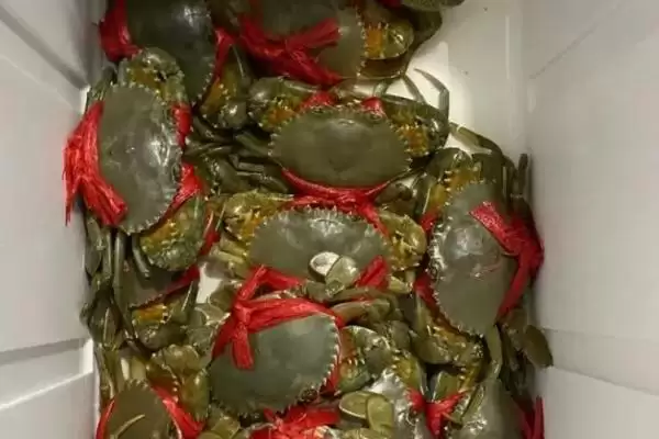 青蟹品种大观:澳洲泥蟹、朝鲜青蟹、越南青蟹等介绍插图3 青蟹品种大观:澳洲泥蟹、朝鲜青蟹、越南青蟹等介绍插图3