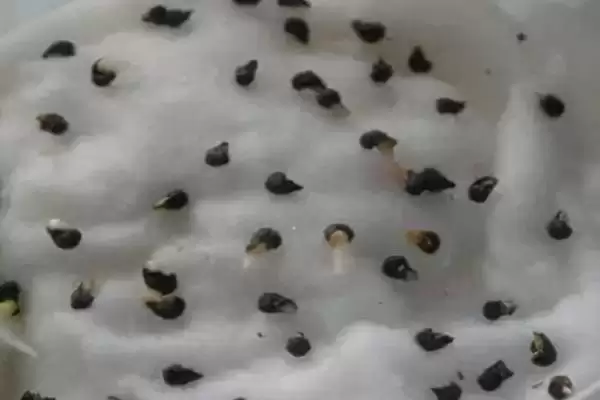 西瓜种子催芽方法的方法和重点?西瓜种子催芽要做好哪些细节?插图4 西瓜种子催芽方法的方法和重点?西瓜种子催芽要做好哪些细节?插图4