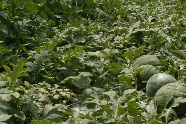 西瓜主蔓与侧蔓留瓜的方法和重点?西瓜留瓜要做好哪些细节?插图2 西瓜主蔓与侧蔓留瓜的方法和重点?西瓜留瓜要做好哪些细节?插图2