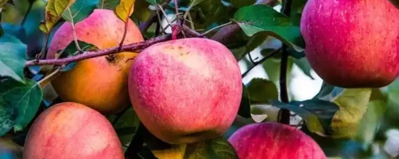 苹果膨大期的管理方法,要做好修剪、套袋、病虫防治等工作-会东网