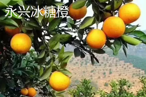 图片[4]-橙子著名产地与品质：赣州作为脐橙主产区的辉煌成就-会东网