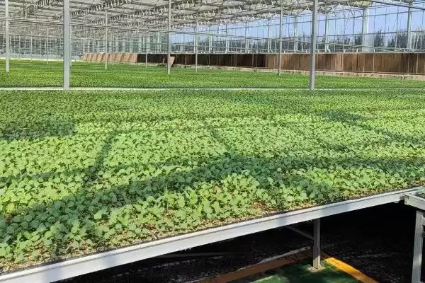 图片[3]-乌塌菜种植的方法和要点？种植乌塌菜要掌握哪些关键步骤？-会东网