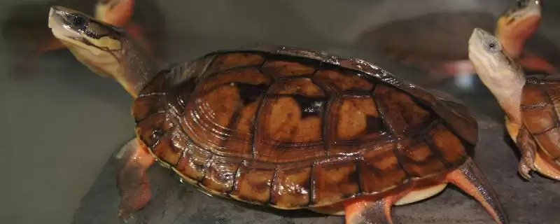 金钱龟的食性 ,金钱龟这种龟类吃肉吗-会东网