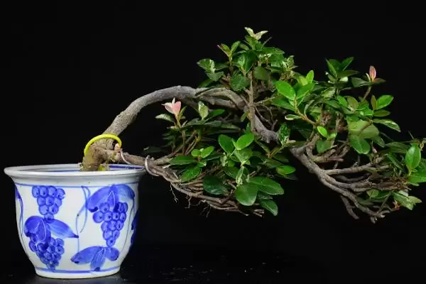 图片[3]-制做盆景的方法和重点？制做盆景要做好哪些细节？-会东网