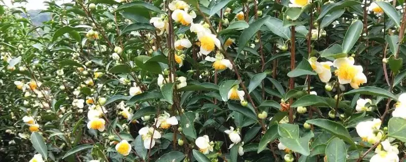 茶树是不是蜜源植物,属于蜜源植物-会东网