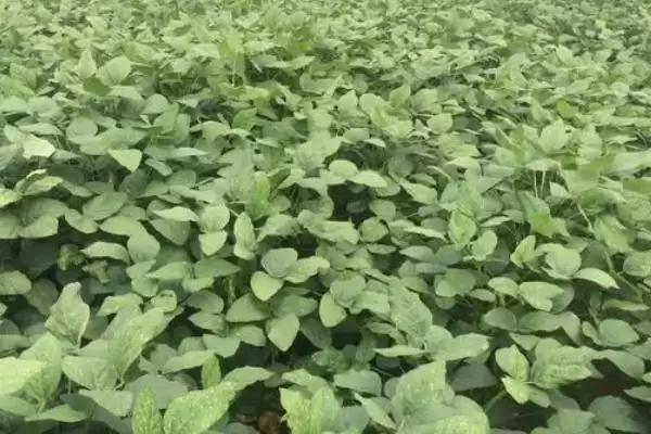 图片[3]-毛豆在生长中要怎么管理呢 ,毛豆分枝期需注意做好中耕除草-会东网