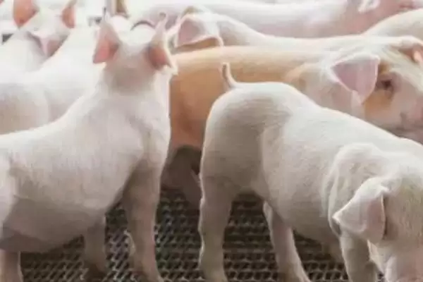 判断猪得了猪瘟的方法和重点?养猪要做好哪些重大疫病判断细节?插图3 判断猪得了猪瘟的方法和重点?养猪要做好哪些重大疫病判断细节?插图3