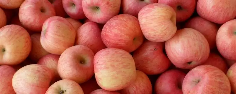 苹果青霉病发生的症状，发病初期果实局部会发生腐烂-会东网