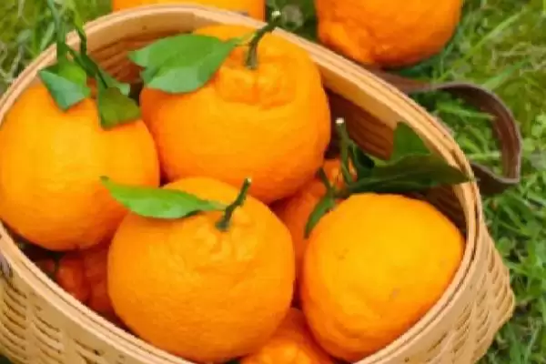 好吃的水果有哪些，常见的有丑橘、冰糖心苹果、雪莲果等插图1