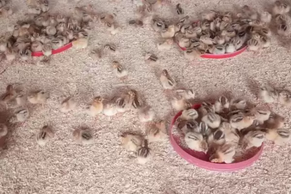 处理小鸡快死亡情况的方法和重点?养鸡要做好哪些应急处置措施?插图4 处理小鸡快死亡情况的方法和重点?养鸡要做好哪些应急处置措施?插图4