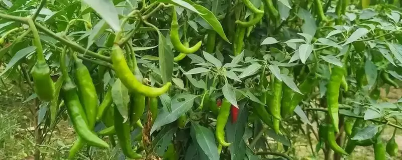 辣椒的种植时间 ,辣椒在春季和秋季种植有何不同?-会东网