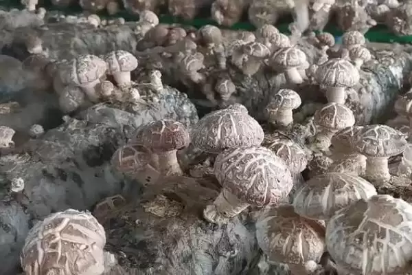 图片[3]-形成花菇的方法和重点？形成花菇要做好哪些细节？-会东网