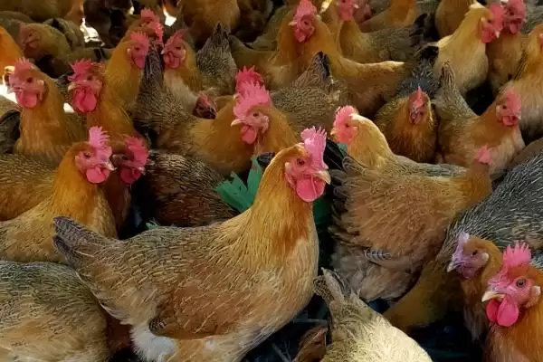 探究土鸡产软皮蛋原因的方法和重点?养鸡要做好哪些蛋类异常排查?插图2 探究土鸡产软皮蛋原因的方法和重点?养鸡要做好哪些蛋类异常排查?插图2