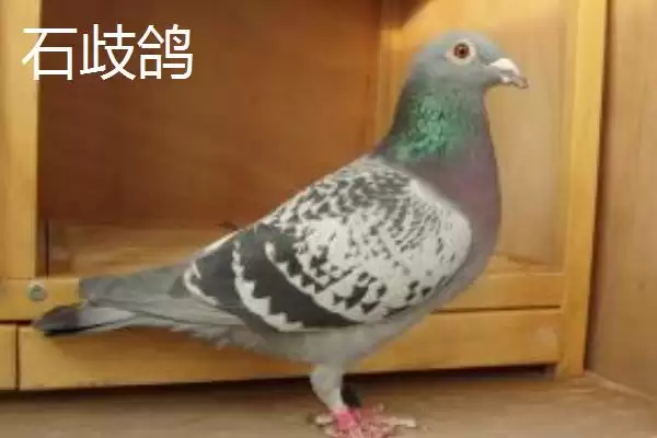 图片[5]-肉鸽品种介绍？了解肉鸽品种要知晓哪些重要的品种特点？-会东网