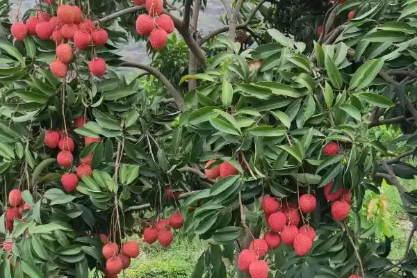 图片[4]-荔枝的施肥时间 ,荔枝不同阶段施肥有何作用呢？-会东网