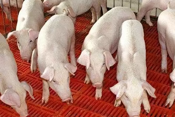 养猪驱虫的方法和重点?养猪要做好哪些驱虫操作细节?插图3 养猪驱虫的方法和重点?养猪要做好哪些驱虫操作细节?插图3