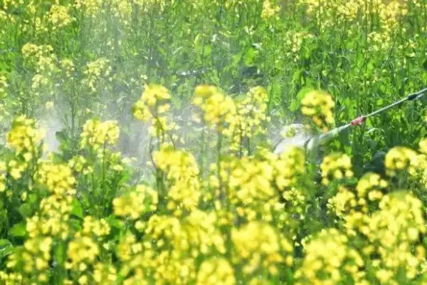 油菜越冬期间如何保苗,适当培土可避免植株倒伏插图1 油菜越冬期间如何保苗,适当培土可避免植株倒伏插图1