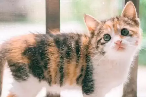 图片[4]-治疗猫咪脂肪肝的方法和重点？治疗猫咪脂肪肝要做好哪些细节？-会东网