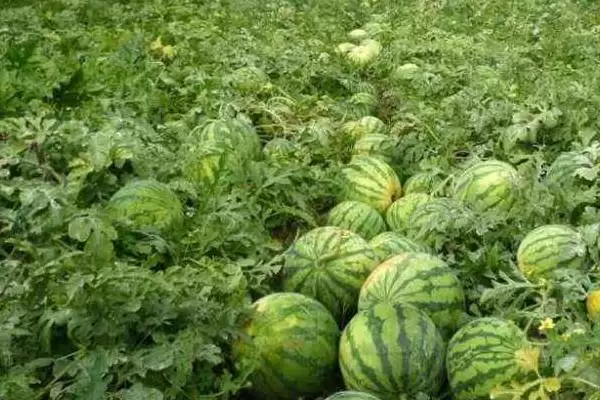 确定西瓜成熟月份的方法和重点？判断西瓜成熟要做好哪些细节？插图1