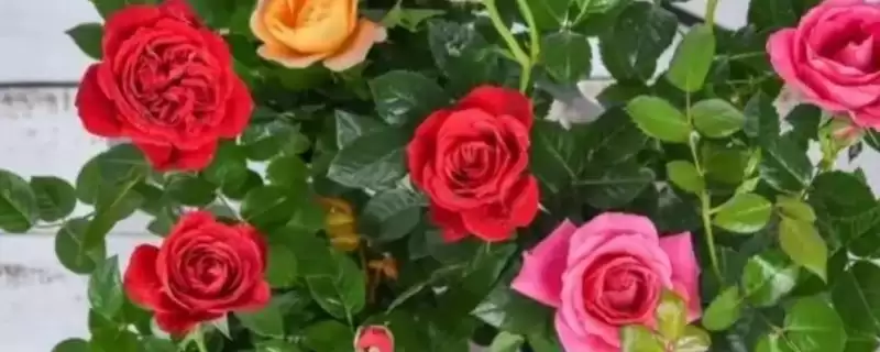 玫瑰花出现很多小虫子怎么处理 ,玫瑰花有虫喷洗洁精溶液可除虫-会东网