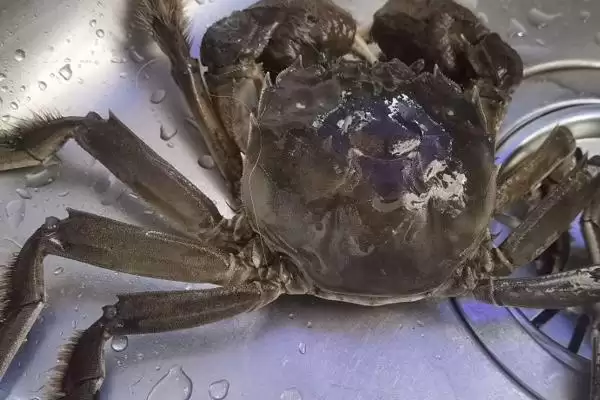 螃蟹血液的奥秘：有血液但非红色的奇妙现象插图1
