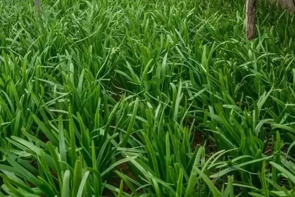 韭菜不分蘖的原因 ,韭菜不分蘖是因为种植密度过大吗？插图3