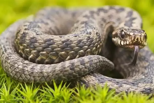 知悉蜈蚣惧怕对象的方法和重点?养鸡要做好哪些蜈蚣防治关联?插图5 知悉蜈蚣惧怕对象的方法和重点?养鸡要做好哪些蜈蚣防治关联?插图5