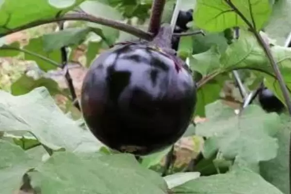 茄子苗品种大揭秘：长茄为何成为常见之选？插图3