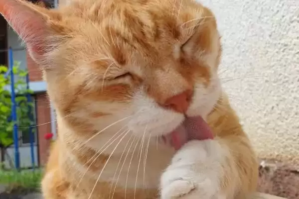 猫咪舔毛变得频繁是何原因 ,猫咪脏或焦虑等致舔毛变频繁插图3