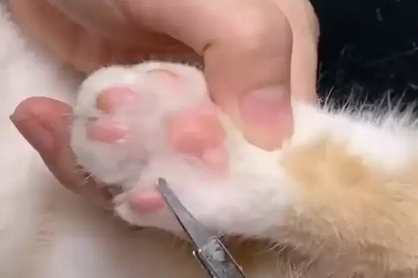 图片[6]-为什么猫咪会有脚臭？探究猫咪脚臭原因要考虑哪些猫咪卫生、生理和环境因素？-会东网