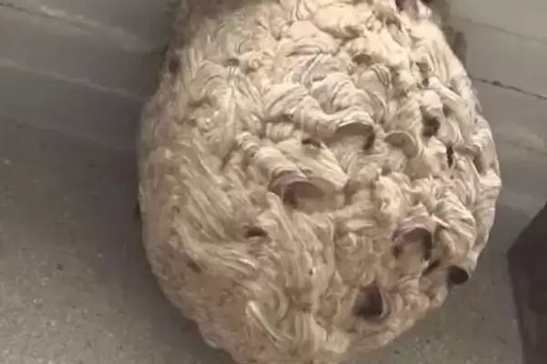 图片[4]-捅了马蜂窝过多久蜜蜂才会离开，大型马蜂可能会停留1-2天-会东网