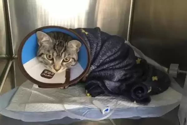 图片[7]-犬猫敌鼠钠中毒症状剖析：身上大块出血的危害及处理-会东网