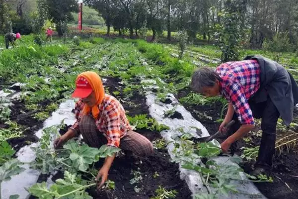 分析西瓜不易坐瓜原因的方法和重点?探究西瓜不易坐瓜要做好哪些细节?插图7 分析西瓜不易坐瓜原因的方法和重点?探究西瓜不易坐瓜要做好哪些细节?插图7
