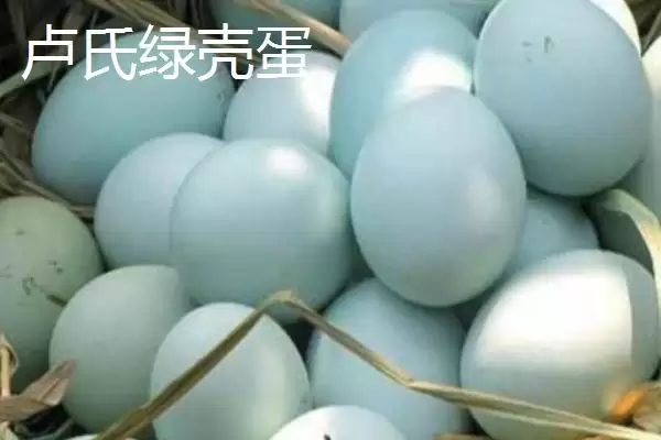 了解我国鸡蛋产地分布的方法和重点?养鸡要做好哪些产地关联?插图10 了解我国鸡蛋产地分布的方法和重点?养鸡要做好哪些产地关联?插图10