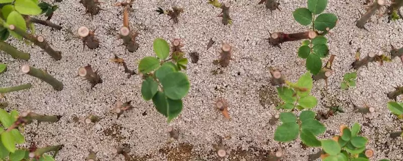 玫瑰发芽后要如何进行护理呢 ,玫瑰发芽后需保证充足的光照条件-会东网