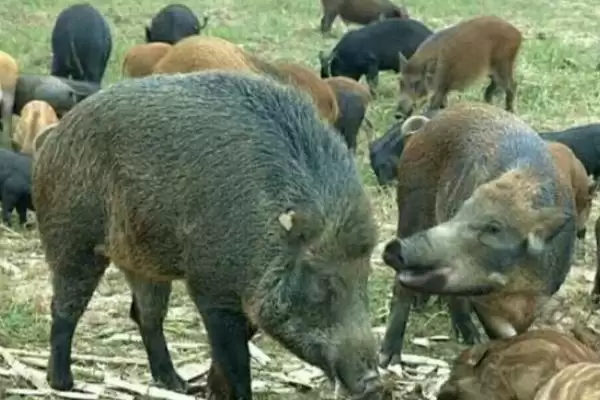 野猪养殖的方法和重点?养猪要做好哪些特种养殖细节?插图1 野猪养殖的方法和重点?养猪要做好哪些特种养殖细节?插图1