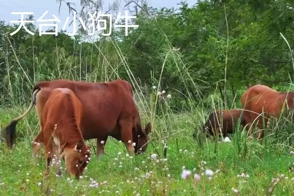 世界上最小的猪：成年姬猪仅20-30厘米的奇妙身姿插图4