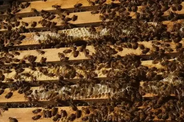 图片[4]-意蜂何时开始秋繁，北方为8月份、南方为9月份-会东网