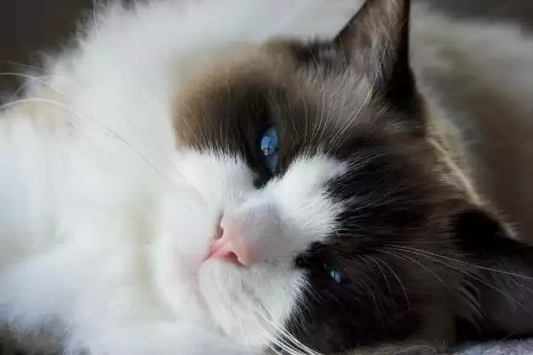 图片[4]-猫视网膜萎缩有哪些症状表现 ,猫视网膜萎缩最终会导致失明-会东网