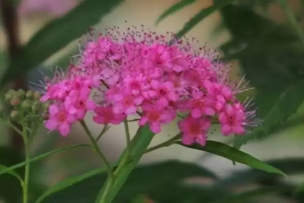 图片[3]-夕雾花花语的含义和要点？理解夕雾花花语需关注哪些关键？-会东网
