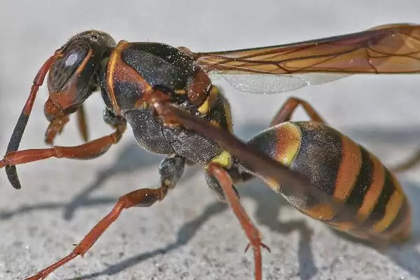 被马蜂蛰了多久出现反应,蜇了后会立即出现反应插图3 被马蜂蛰了多久出现反应,蜇了后会立即出现反应插图3