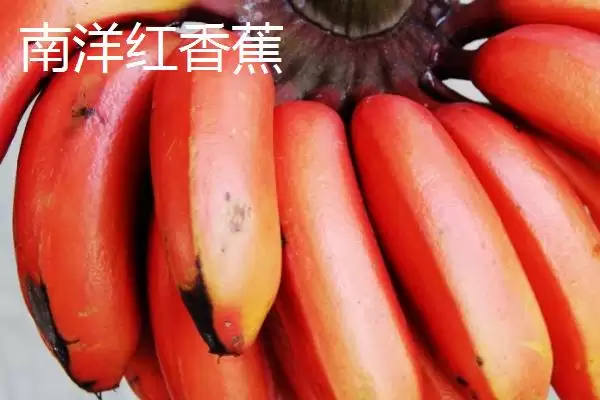 图片[5]-香蕉产地的分布和要点？了解香蕉产地需关注哪些关键信息？-会东网
