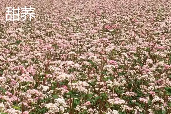 图片[3]-荞麦产地揭秘：我国陕西、甘肃等省的种植优势-会东网