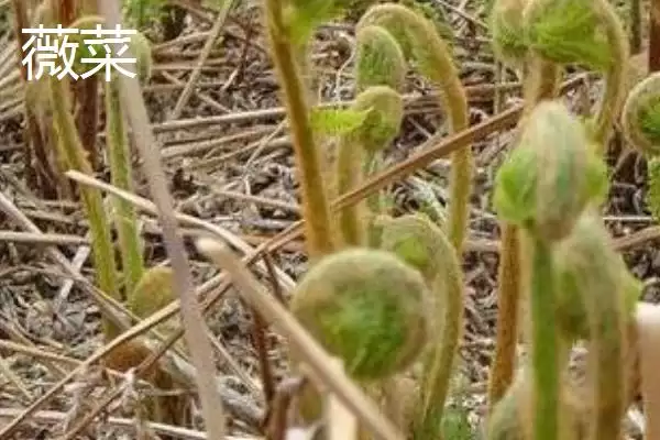 图片[4]-薇菜的收获时间？确定薇菜收获时间要关注哪些生长周期和品质影响要点？-会东网