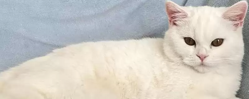 猫支气管哮喘有哪些症状表现 ,猫支气管哮喘急性者呼吸急促等-会东网