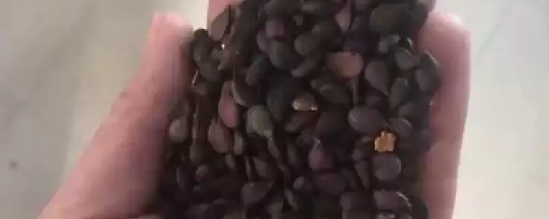 山梨种子怎么挑选?挑选山梨种子要遵循哪些科学的挑选标准?-会东网
